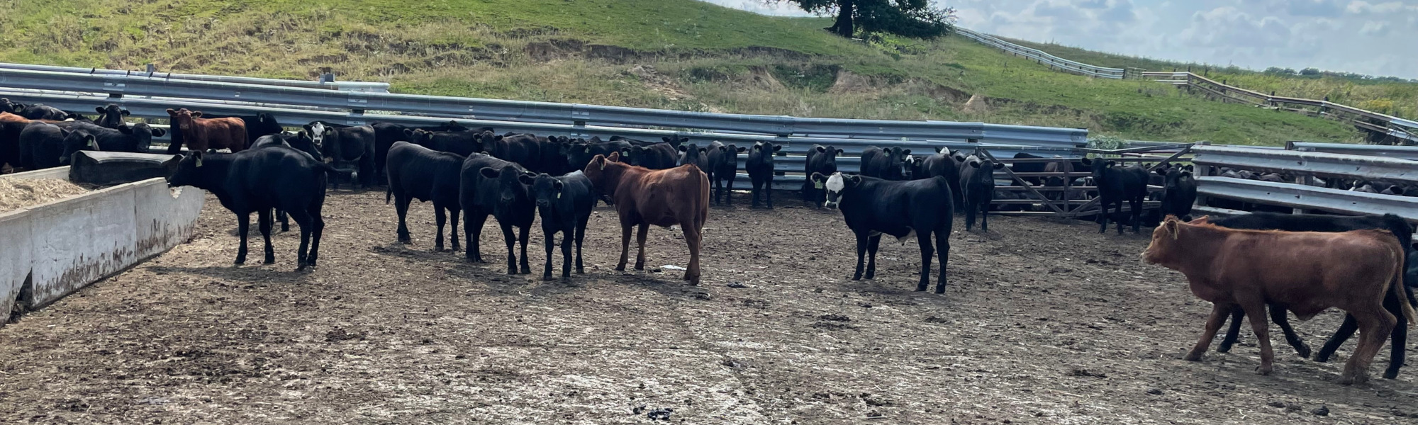 Stickle Farms Cows 