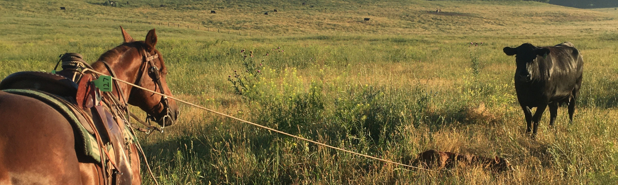 Stickle Farms Ranching